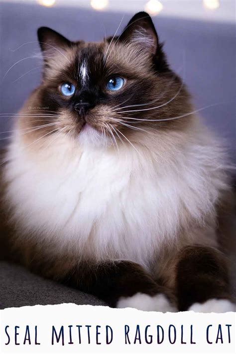 mitted ragdoll